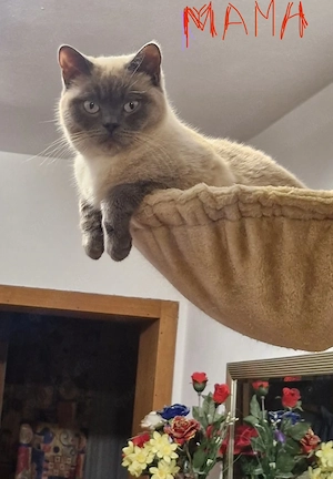 Süße reinrassige BKH Kitten  Bild 6
