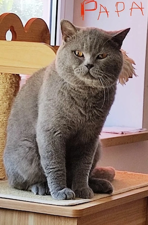 Süße reinrassige BKH Kitten  Bild 7
