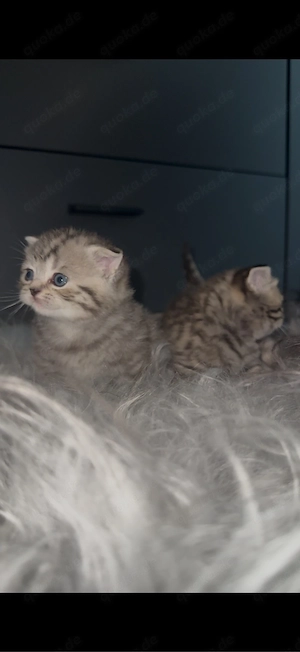 Britisch Kurzhaar Kitten
