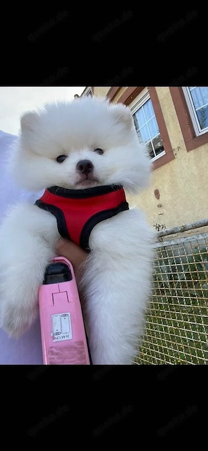 pomeranian 