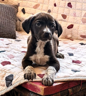 Nori - kleine Lady sucht dich! Bild 2