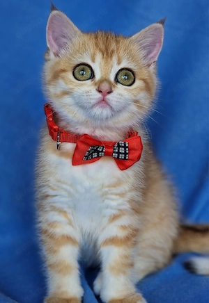 Bkh Kitten mit Stammbaum , Abgabebereit 