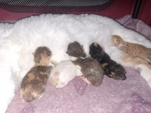Reinrassige BKH Britisch Kurzhaar Kitten