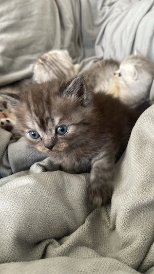 katze suchen ein liebevolles zuhause 