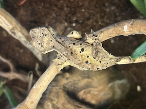 Kronengecko super Dalmatian (cream buckskin base) weiblich 