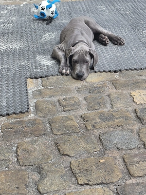Deutsche dogge blau