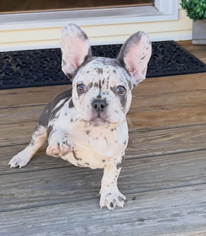 Süße kleine französische Bulldoggen Welpen für neue Häuser verfügbar. Bild 4