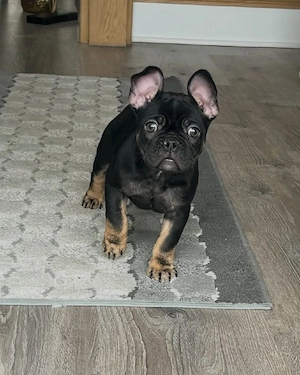 Süße kleine französische Bulldoggen Welpen für neue Häuser verfügbar. Bild 3
