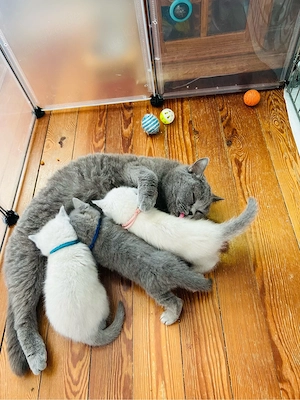 BKH Kitten