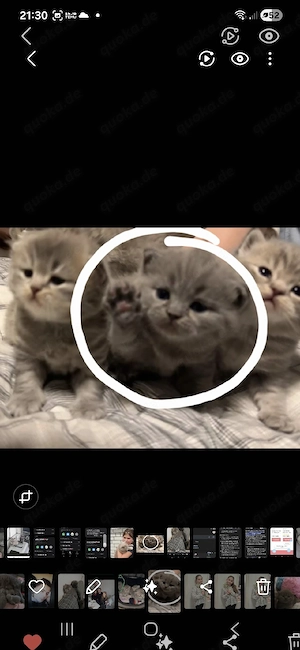 britisch kurzhaar bkh katzen zu verkaufen 