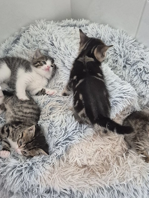 britisch kurzhaar kitten katzenbabys Kätzchen 