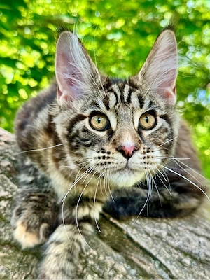 Traumhaft schönes Maine Coon Mädchen 