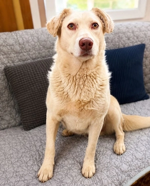 Stella - eine Schönheit in Creme sucht Zuhause! Bild 5