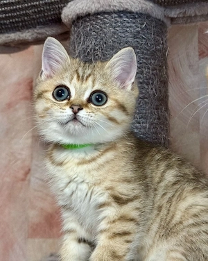 Reinrassige BKH Kitten 