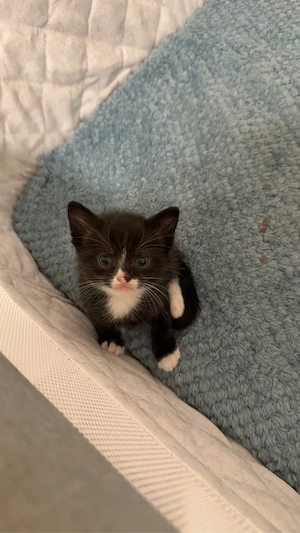 Süße Babykatzen können reserviert werden   