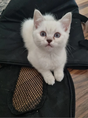 1 Kitten sucht eine liebevolle familie 