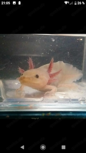 Axolotl Jungtiere verschiedene Farben  Bild 3