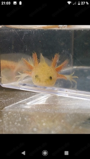 Axolotl Jungtiere verschiedene Farben  Bild 4