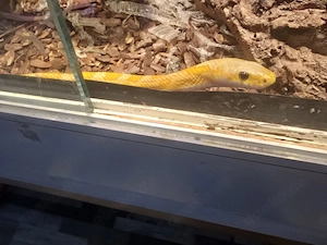 Lemon hetero Striped Kornnatter Männchen