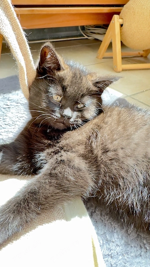 BKH Kitten zu verkaufen ,geimpft und entwurmt  (  schoko )  650 EURO   Oberndorf am Neckar.     Bild 3