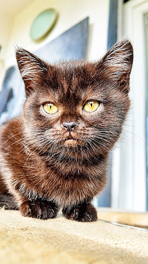 BKH Kitten zu verkaufen  (  schoko )  650 EURO   Oberndorf am Neckar.    