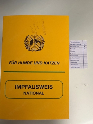 BKH Kitten zu verkaufen ,geimpft und entwurmt  (  schoko )  650 EURO   Oberndorf am Neckar.     Bild 4