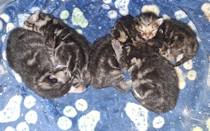 Bezaubernde BKH Maine Coon Katzenkinder