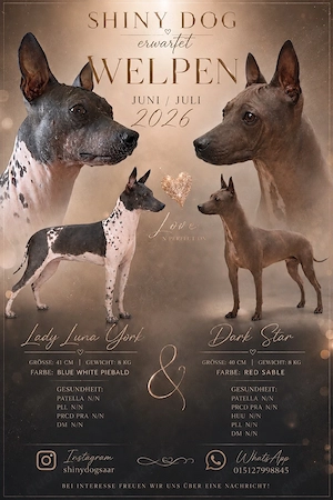 American Hairless Terrier Welpen