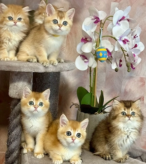 Reinrassige BKH Kitten mit Stammbaum 