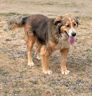 Dolly - sucht ihre Menschen! Bild 4