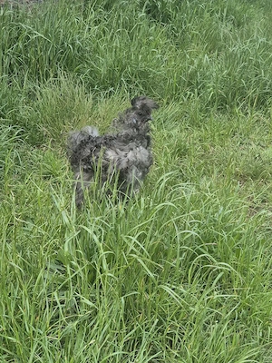 Zwergseidenhahn in Frizzle 
