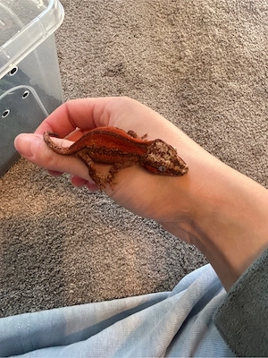 Rhacodactylus auriculatus, Höckerkopfgecko