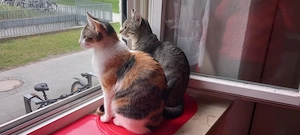  Prinzessin Rosanase & verspielter Tiger suchen spannende Familie