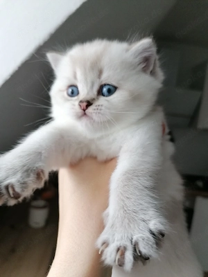 Bkh kitten Blh käterchen