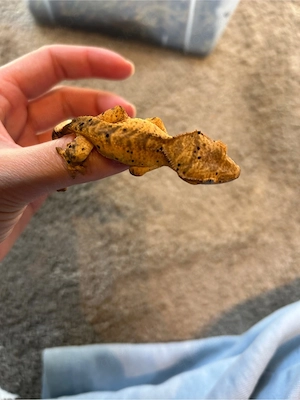 Correlophus ciliatus, Dalmatiner  HAMM
