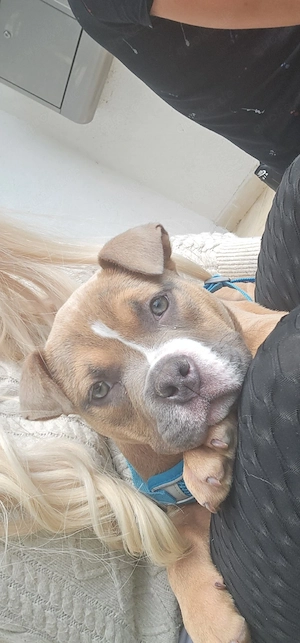 Erstklassige American Pocket Bully Welpen Abgabebereit 