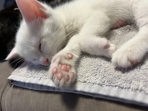 Baby Katze abzugeben weibchen