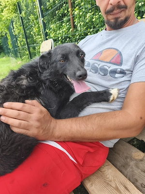 Mini kroatische Schäferhund Collie Hündin 8kg bundesweit ausreisebereit 