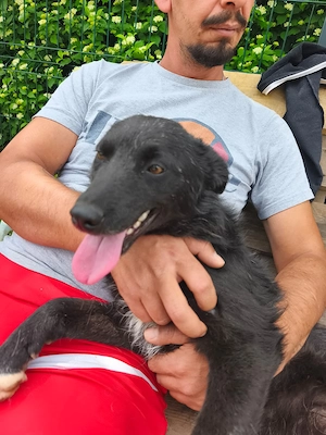 Mini kroatische Schäferhund Collie Hündin 10Mon 8kg bundesweit ausreisebereit 
