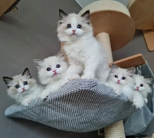 Bezaubernde Ragdoll-Kätzchen ab 30.05.2026 abzugeben