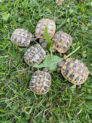 Thb Griechische Landschildkröten von 2025