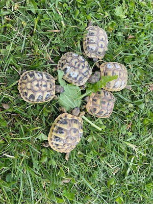 Thb Griechische Landschildkröten von 2025 Bild 2