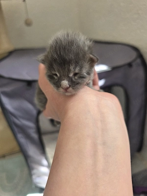    Wunderschöne Maine Coon Kitten suchen ein liebevolles Zuhause!   