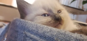5 reinrassige Ragdoll Kitten suchen mit 12 Wochen einen lieben Dosenöffner 