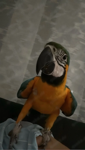 2 Gelbbrustaras (Papagein) Bild 2