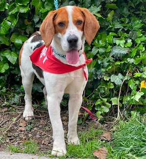 SNOOPY - wunderschöner Beagle sucht seine Menschen (wartet in Rumänien)
