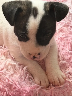 Jack Bully