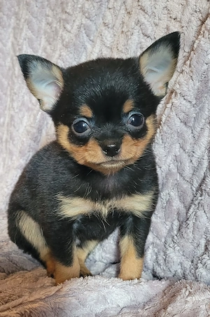 Reinrassige Chihuahua Welpen
