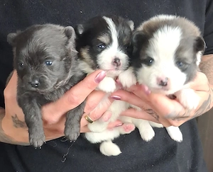 Einzigartige Pomeranian-PomChis75%Poms
