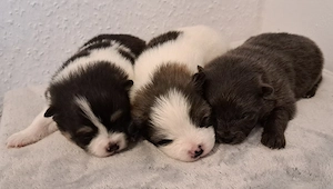 Pomeranian-PomChis 75%Poms 
